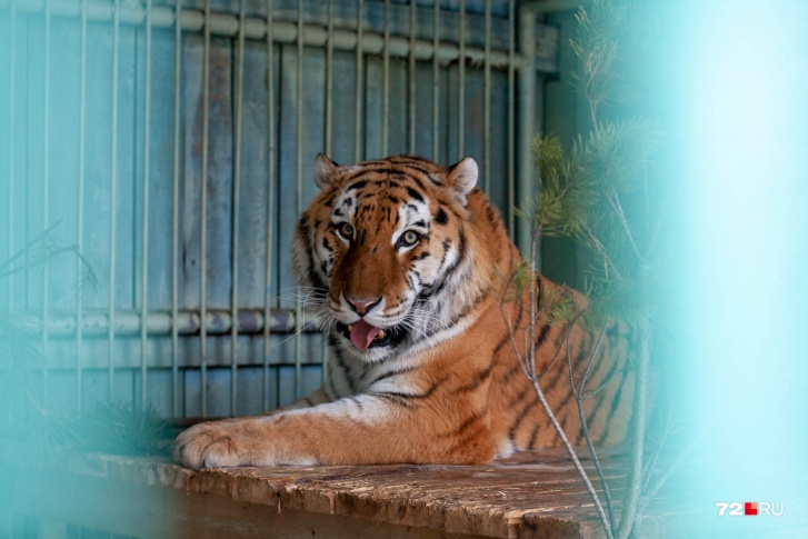 Перед вами Тошка, амурский тигр. Он один из самых первых животных, кто поселился в зоопарке «Сосновый бор»