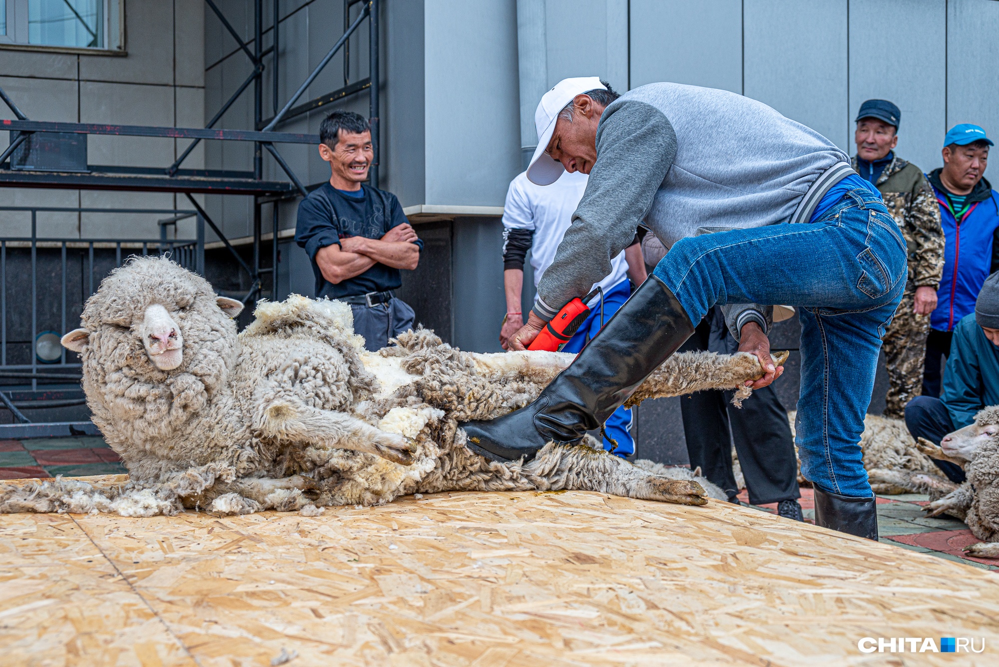 Во многих поселениях стрижка одной овцы стоит 100 рублей — совсем смешные деньги по сравнению с парикмахерскими для людей