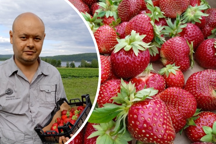 Олег Кумыш выращивает шесть сортов клубники. Ее верное название «крупноплодная садовая земляника»