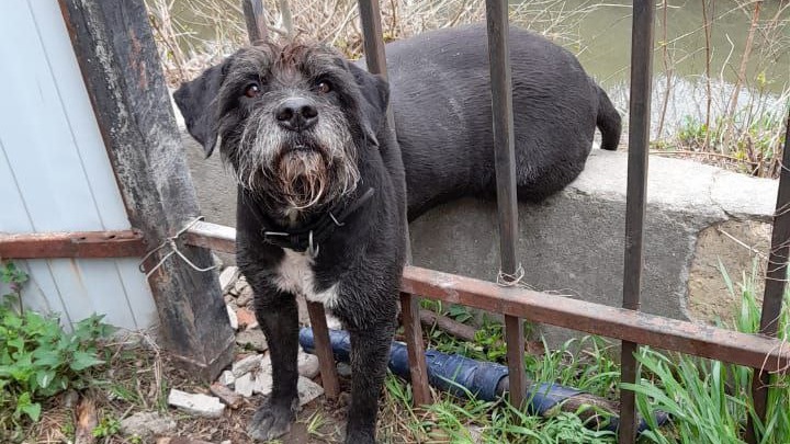 В Новороссийске спасли собаку, которая застряла в заборе