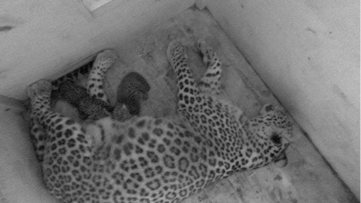 Отличный подарок! Ко Дню переднеазиатского леопарда в Сочи родились двое котят диких хищников