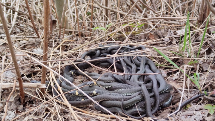 «Тугой клубок»: в популярном месте отдыха гуляющие обнаружили ком из десятка (если не больше) змей