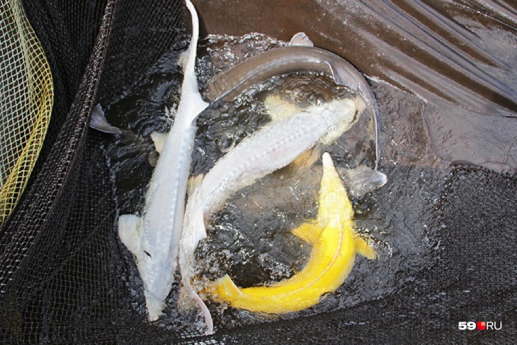 На добрянском рыбоводческом хозяйстве «ДоброFish» выращивают осетров и получают их икру