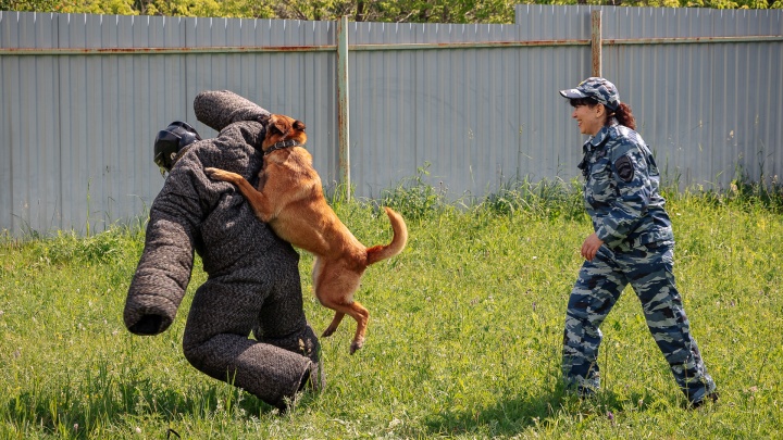 «Лучше не прятать, всё равно найдут!»: как тренируют полицейских собак в Кемерове