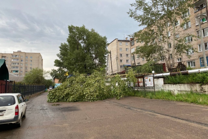 Дерево упало от сильного ветра на улице Донской в Чите <nobr class="_">3 июля</nobr>