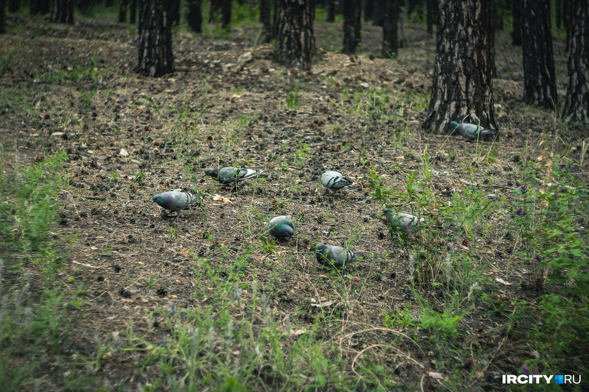 Упитанные голуби на тропе здоровья