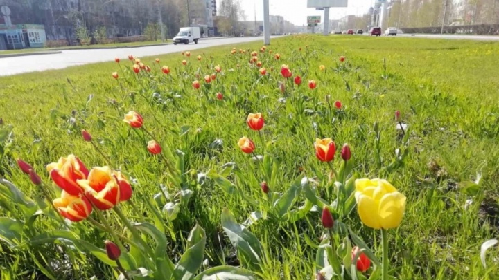 Летом в Сургуте появятся три большие новые клумбы. Всего высадят 376 тысяч цветов