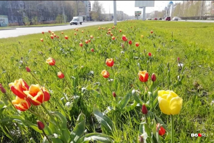 Предстоящим летом в Сургуте высадят на 76 тысяч цветов больше, чем в прошлом году
