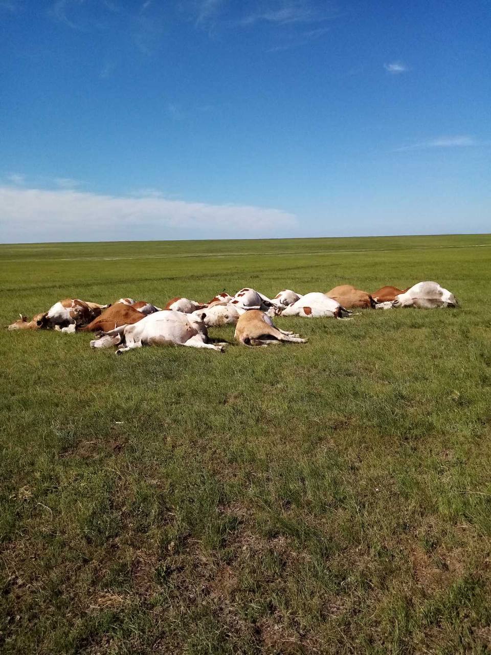 В Забайкалье молнией убило 18 коров