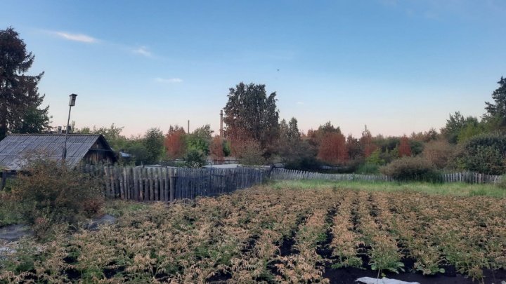 «Я сам живу недалеко от завода»: глава уральского города — о массовой гибели растений в огородах