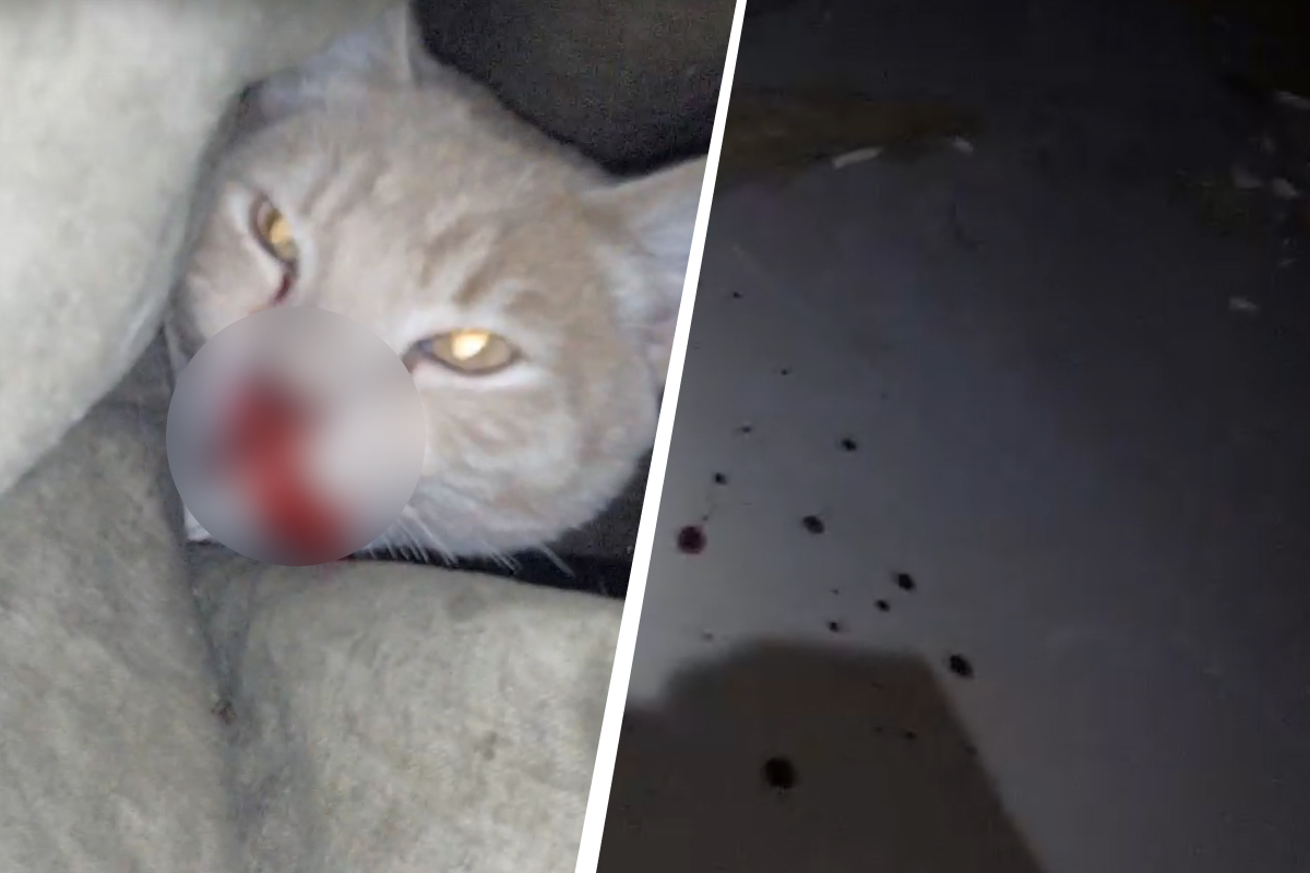 «Всё вокруг было в крови». Екатеринбургские волонтеры спасли котика, который выпал из окна многоэтажки