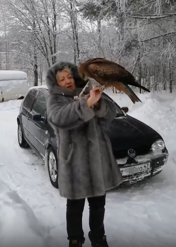 В посёлке под Петербургом поймали коршуна, напуганного воронами