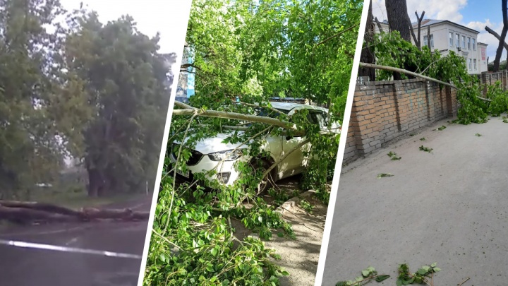 В Екатеринбурге настоящий «деревопад»! Публикуем впечатляющие фото и пугающее видео