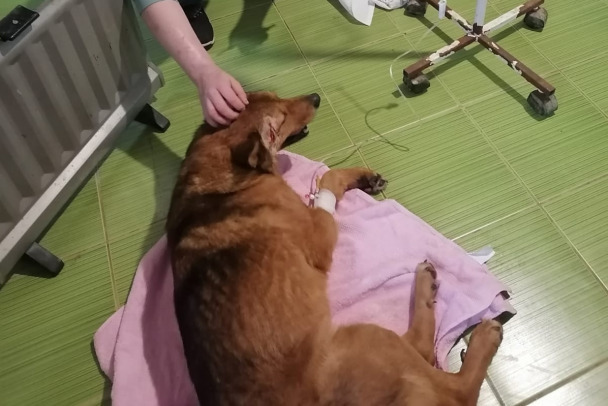 Под Петербургом пёс погиб после удара ножом в голову