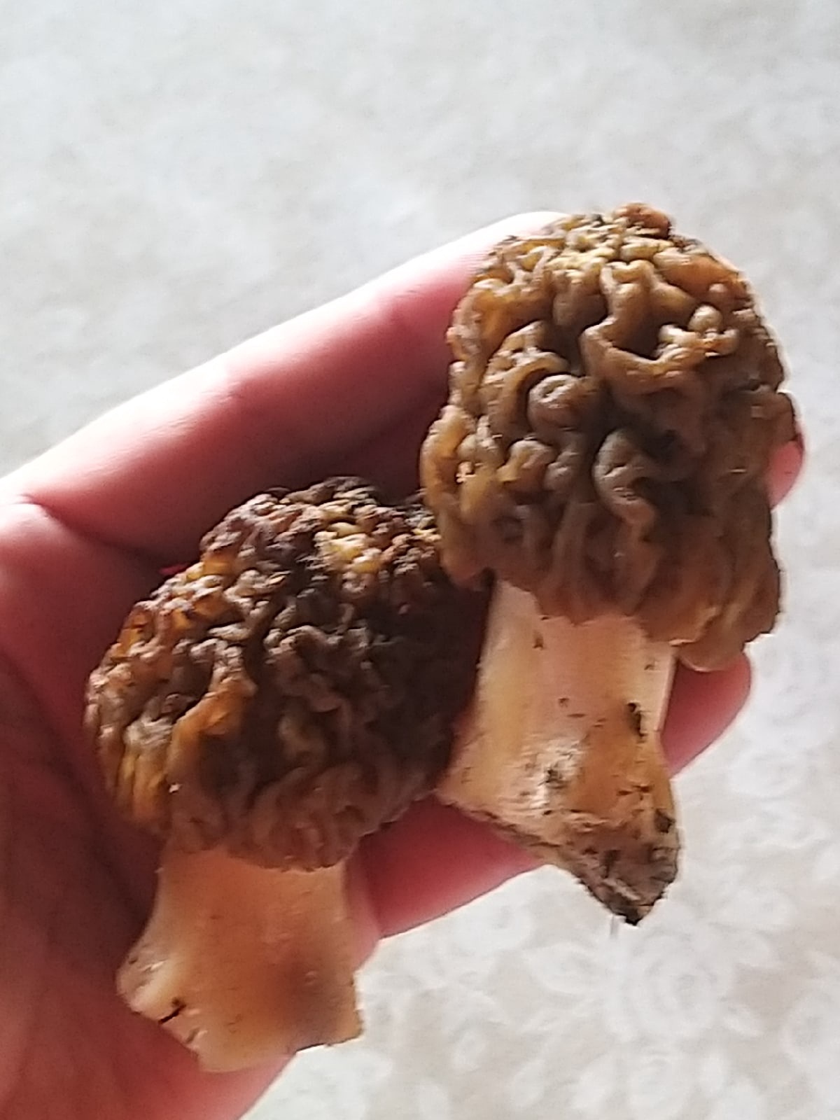 У деликатесных грибов своеобразный внешний вид, но какой вкус!