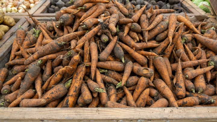 Ради рекордных урожаев: разбираемся, как правильно высаживать морковь