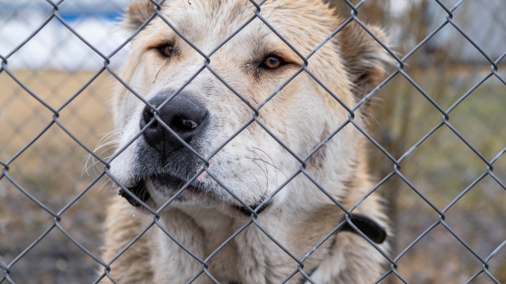 «Собаки сидят на цепи без воды»: курганцы жалуются на дачников, издевающихся над питомцами