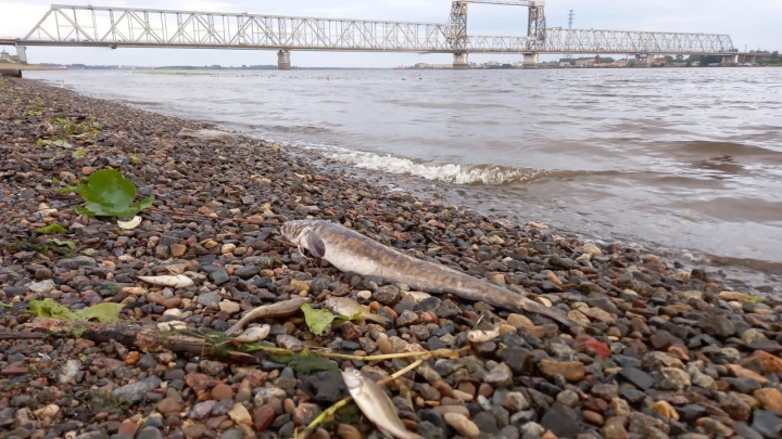 Архангелогородцы нашли много мертвой рыбы на берегу Северной Двины: что произошло
