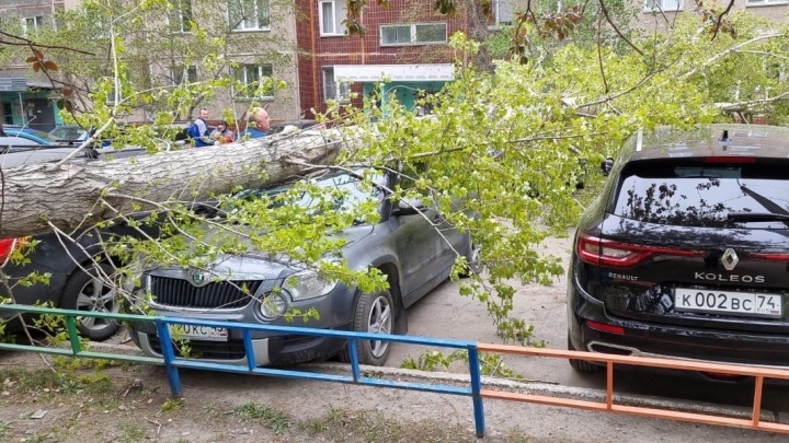 Ветер повалил дерево на припаркованные автомобили во дворе челябинской многоэтажки