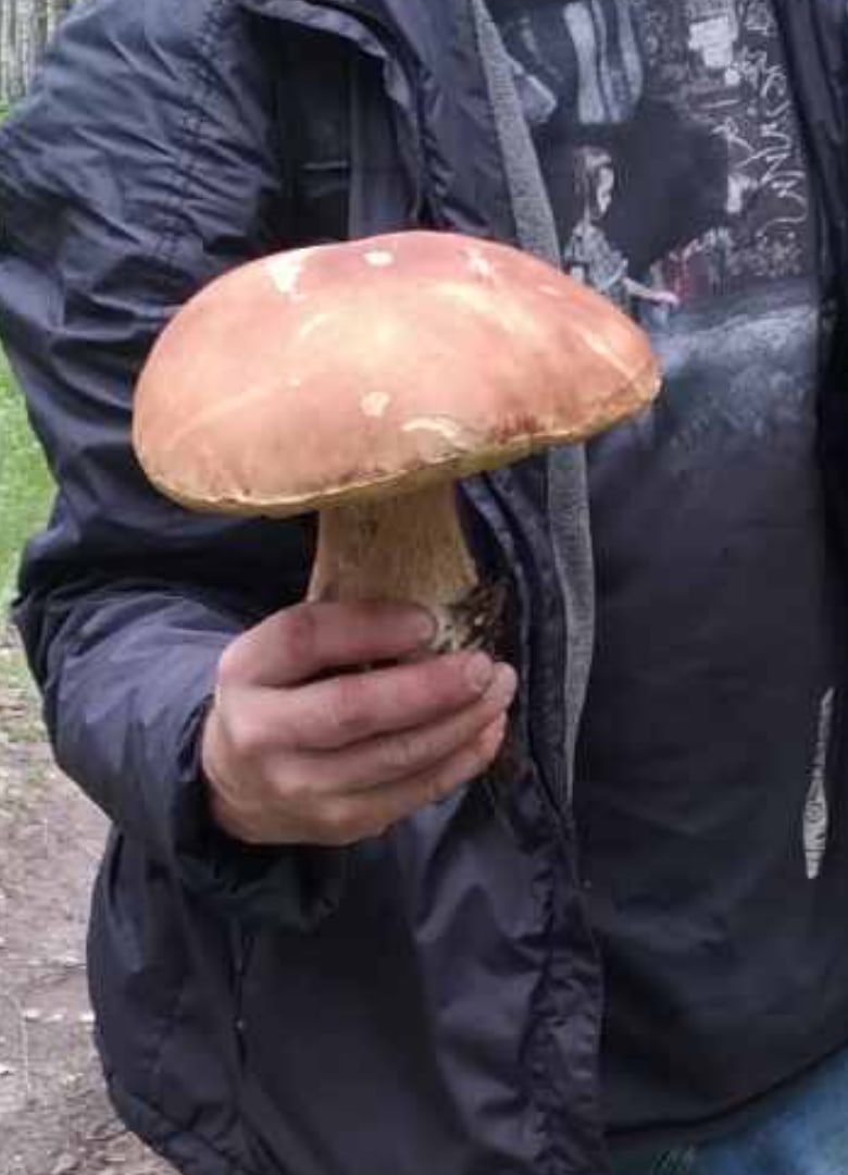 «Самый большой попался за одну вылазку» — так охарактеризовал свой недавний улов тюменский грибник. А вы когда-нибудь находили грибы-гиганты?