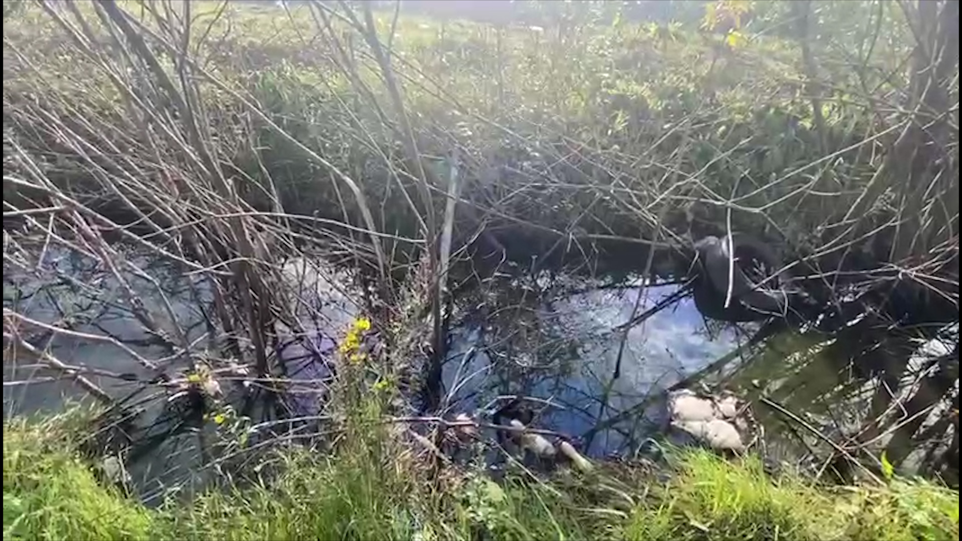 Зеленая «река» в придорожной канаве. Прокуратура Петербурга потребовала от автомойки прекратить сброс сточных вод