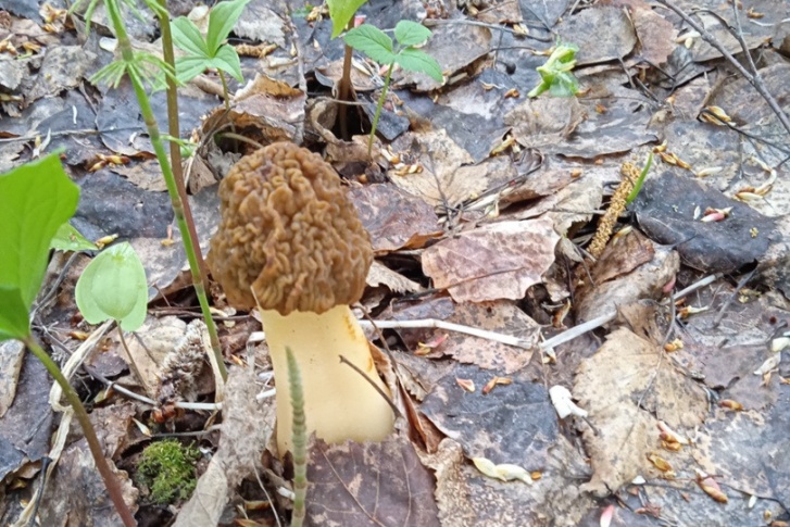 Сморчки появляются в лесу одни из первых среди съедобных грибов