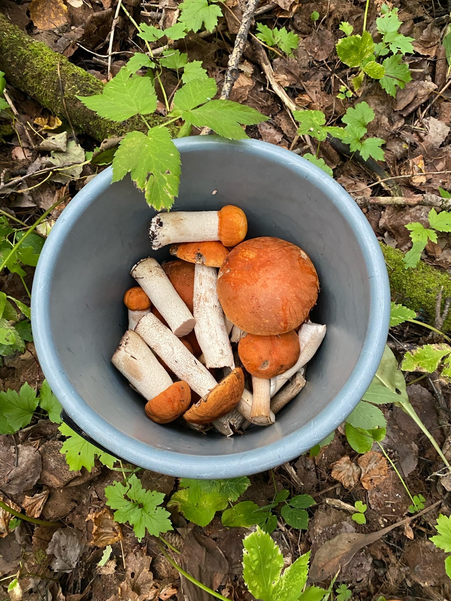 В Верхнесалдинском направлении пошли крепкие подосиновики