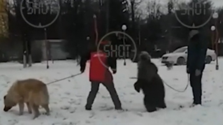 «Там и тигров выгуливают»: ярославцы обсуждают видео с медведем на поводке в социальных сетях