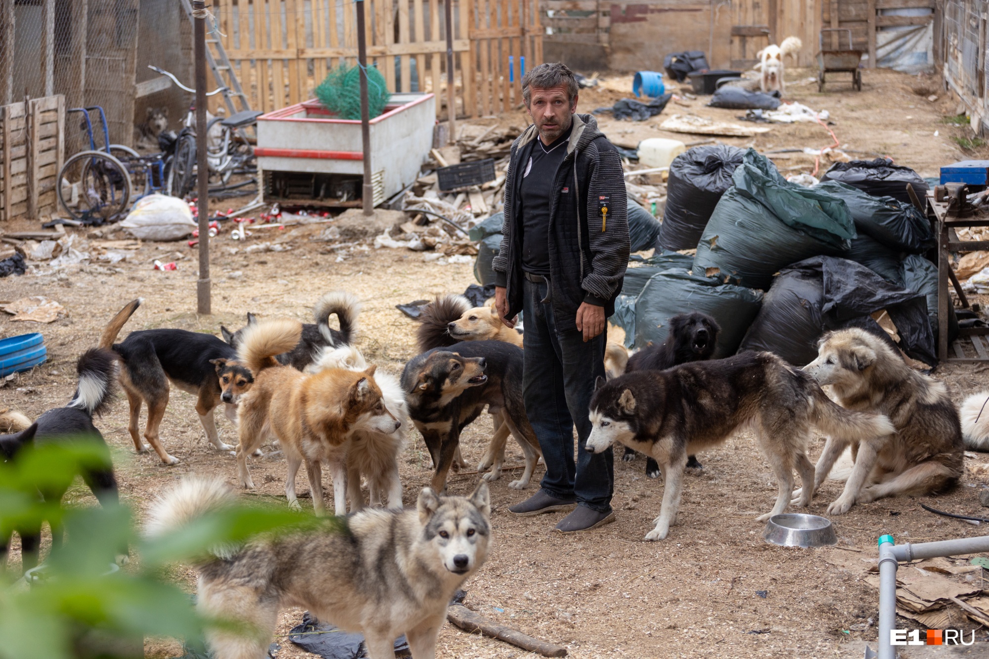 «Вонь невыносимая»: екатеринбуржцы объявили войну соседу, который держит во дворе 80 собак и волков