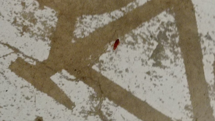 «Не представляю, что там происходит на кухнях»: нижегородка увидела таракана на фуд-корте ТРК «Небо»