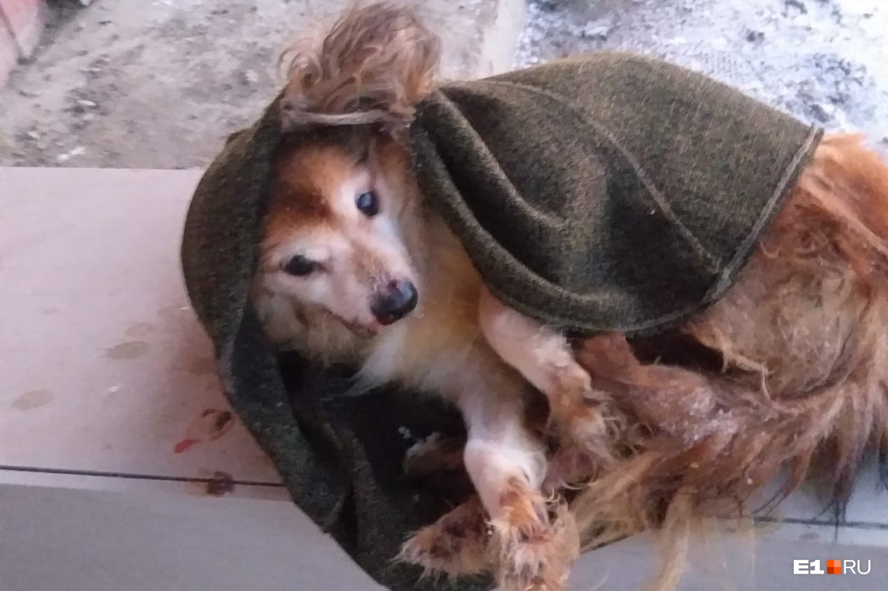 Екатеринбуржцу, который убил маленькую собачку, выбросив ее из окна, грозит тюрьма