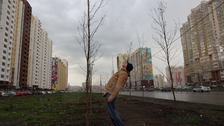 В Челябинске засохли десятки новых деревьев, в том числе высаженные губернатором лиственницы. Рейд с биологом