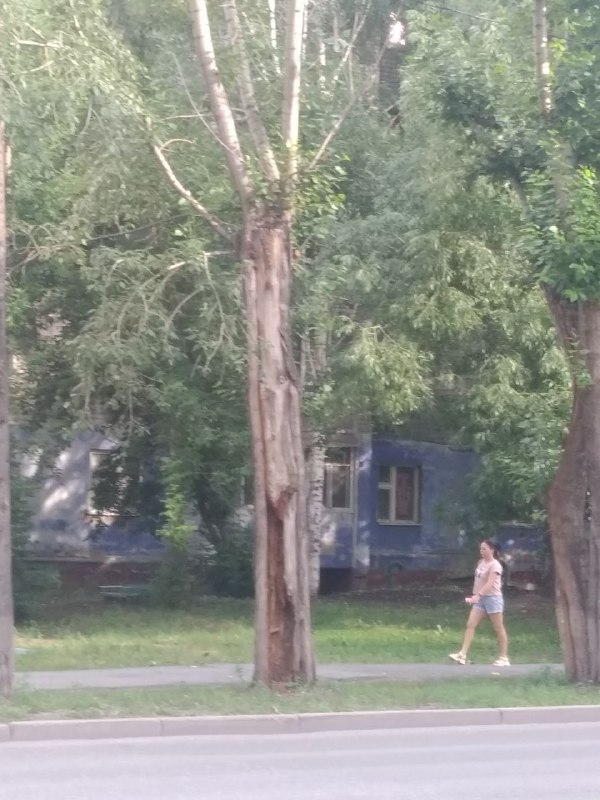 Андрей замечает: сухие деревья стоят по всему городу. В его коллекции — десятки фотографий