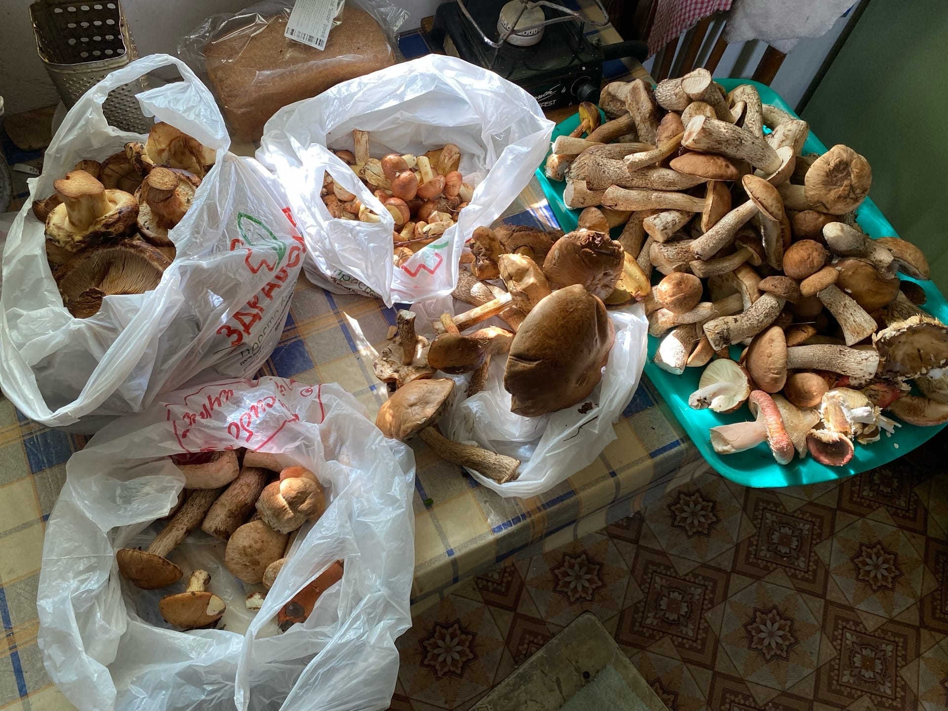 Ксения набрала подберезовики, маслята и белые грибы в Шеломенцево в Еткульском районе