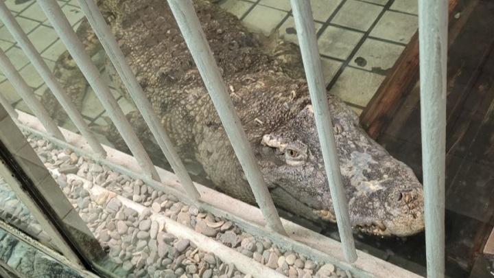 В Батайске пять дней казачья дружина безуспешно ловит крокодила