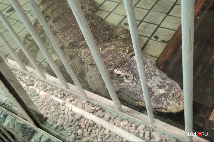 Фото для иллюстрации. Это крокодил в ростовском зоопарке. О поимке батайского пока не сообщали
