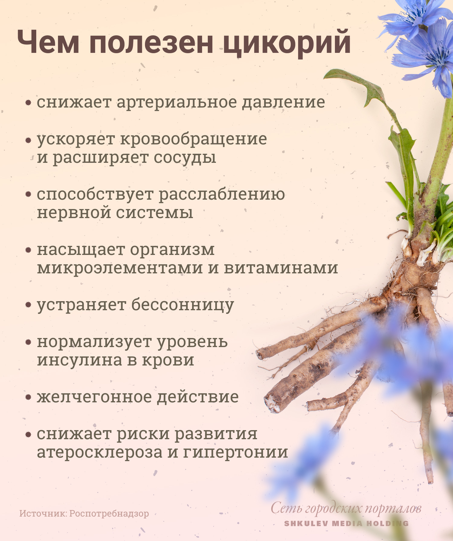 В цикории исследователи нашли множество полезных свойств