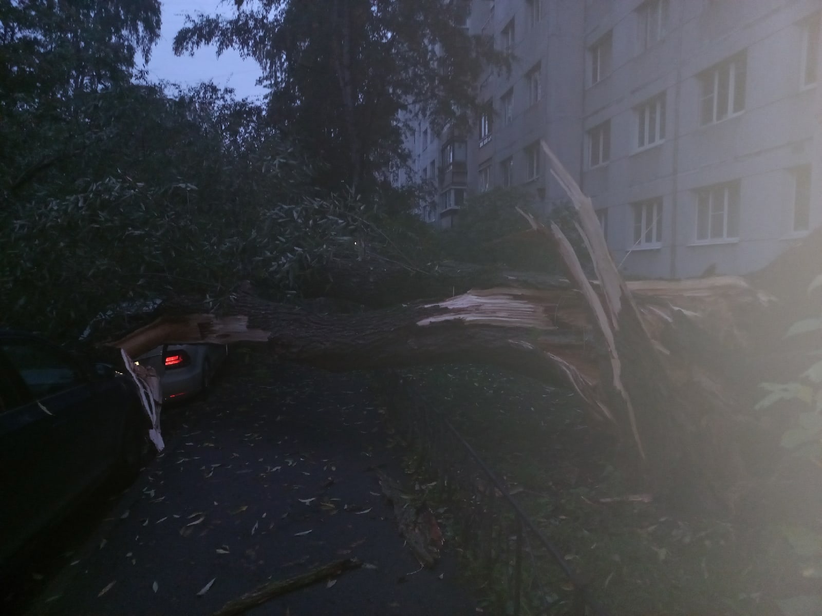 На Наличной ночью упало дерево, оно накрыло машины и мешает проезду |  30.09.2022 | Санкт-Петербург - БезФормата