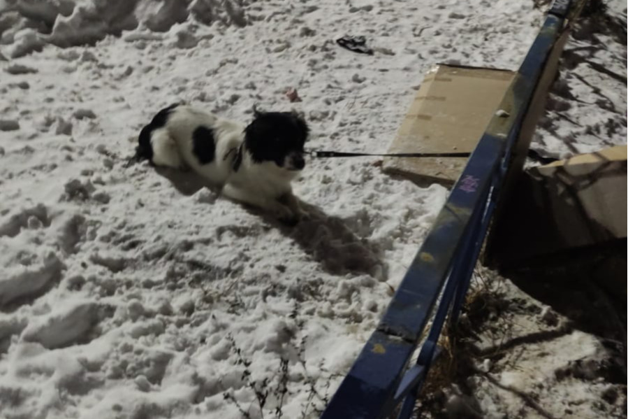«На лапах был лед»: в Екатеринбурге спасли собаку, которую хозяин привязал к ограждению возле «Ленты»
