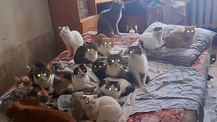 Пермский приют, который спасает сотню кошек из двушки, приглашает на день рождения (там можно будет забрать котика)