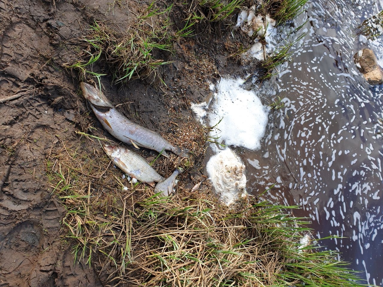 Массовая гибель рыбы зафиксирована в реке Вихорева