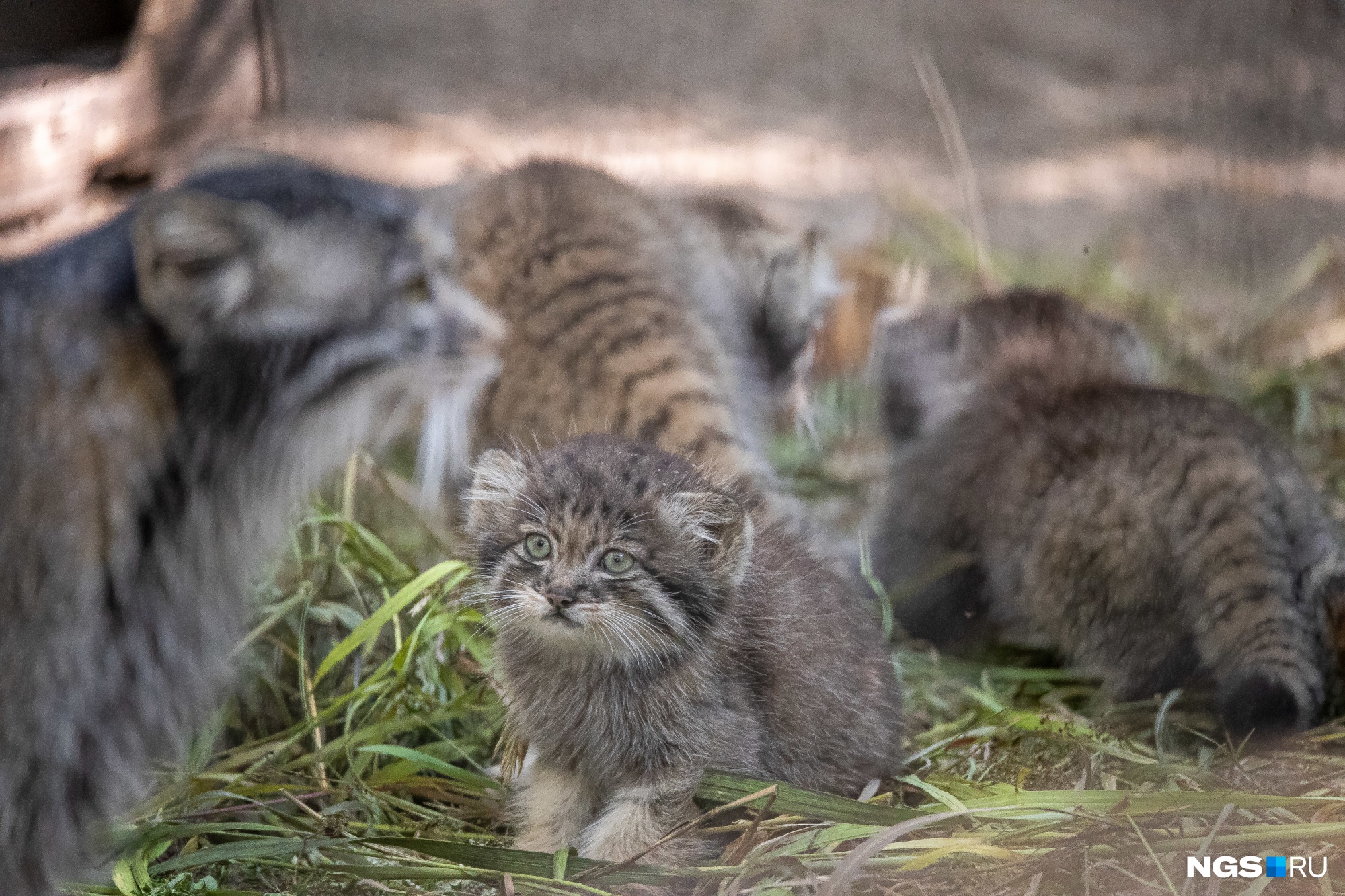 кот в зоопарке манул