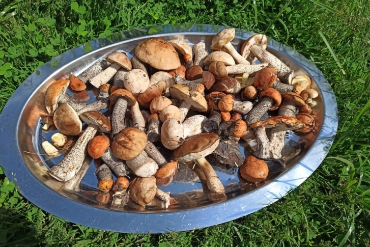 Свердловчане с удовольствием собирают грибы