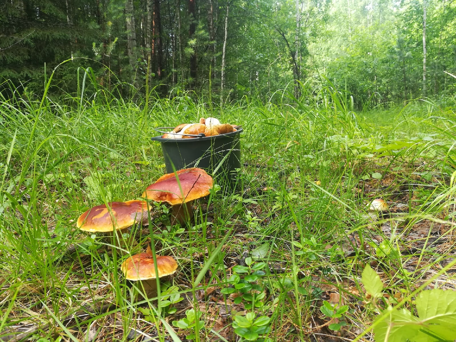 А вы уже бывали в этом году в лесу? Удалось набрать грибов?