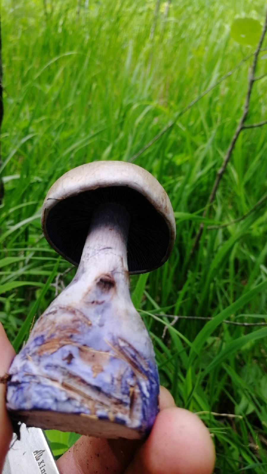 Вблизи оказывается, что у грибов очень необычный цвет