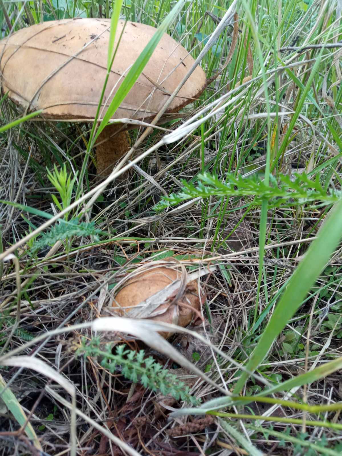 Главное в сборе грибов — просматривать хорошо полянки и заглядывать в листву