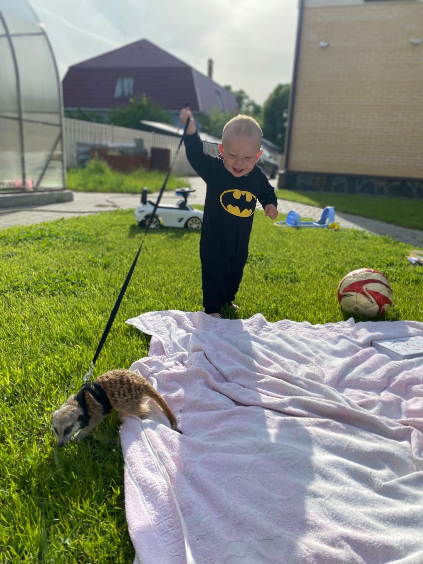 каждое утро в африке просыпается лев.