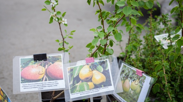 Пора заняться садом: какие плодово-ягодные культуры нужно сажать именно осенью и как правильно это сделать
