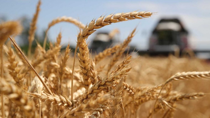 ВПК бьет по АПК: чем грозит Ростовской области мировой кризис на рынке зерна