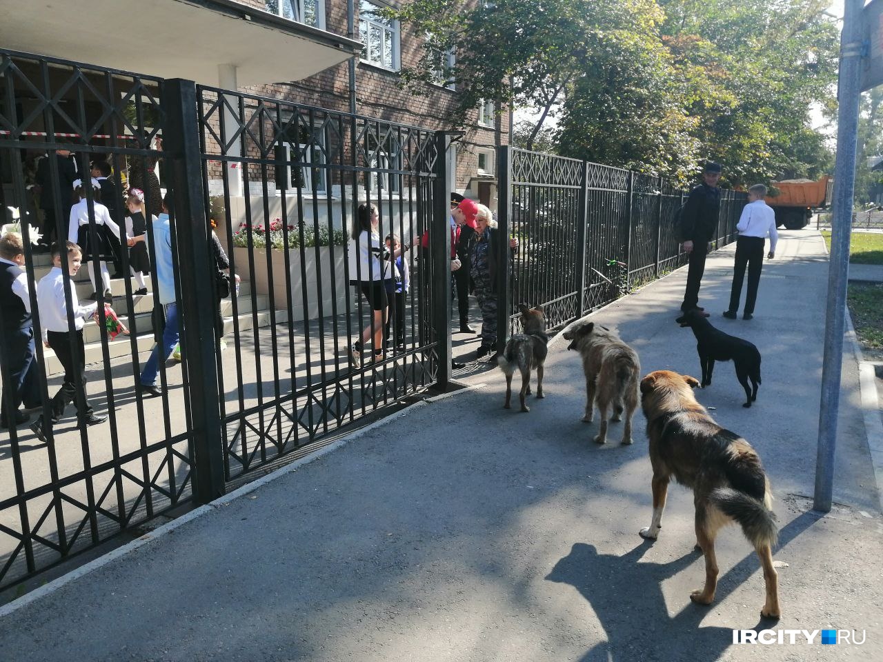 Стая собак пыталась прорваться на праздничную линейку школы в Иркутске